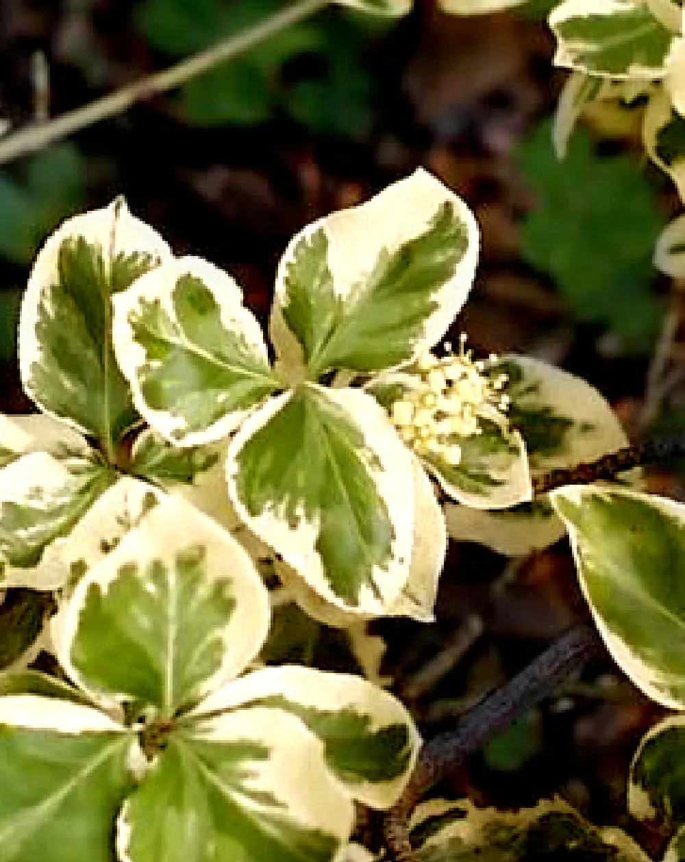 ツルマサキゴールドエッジ