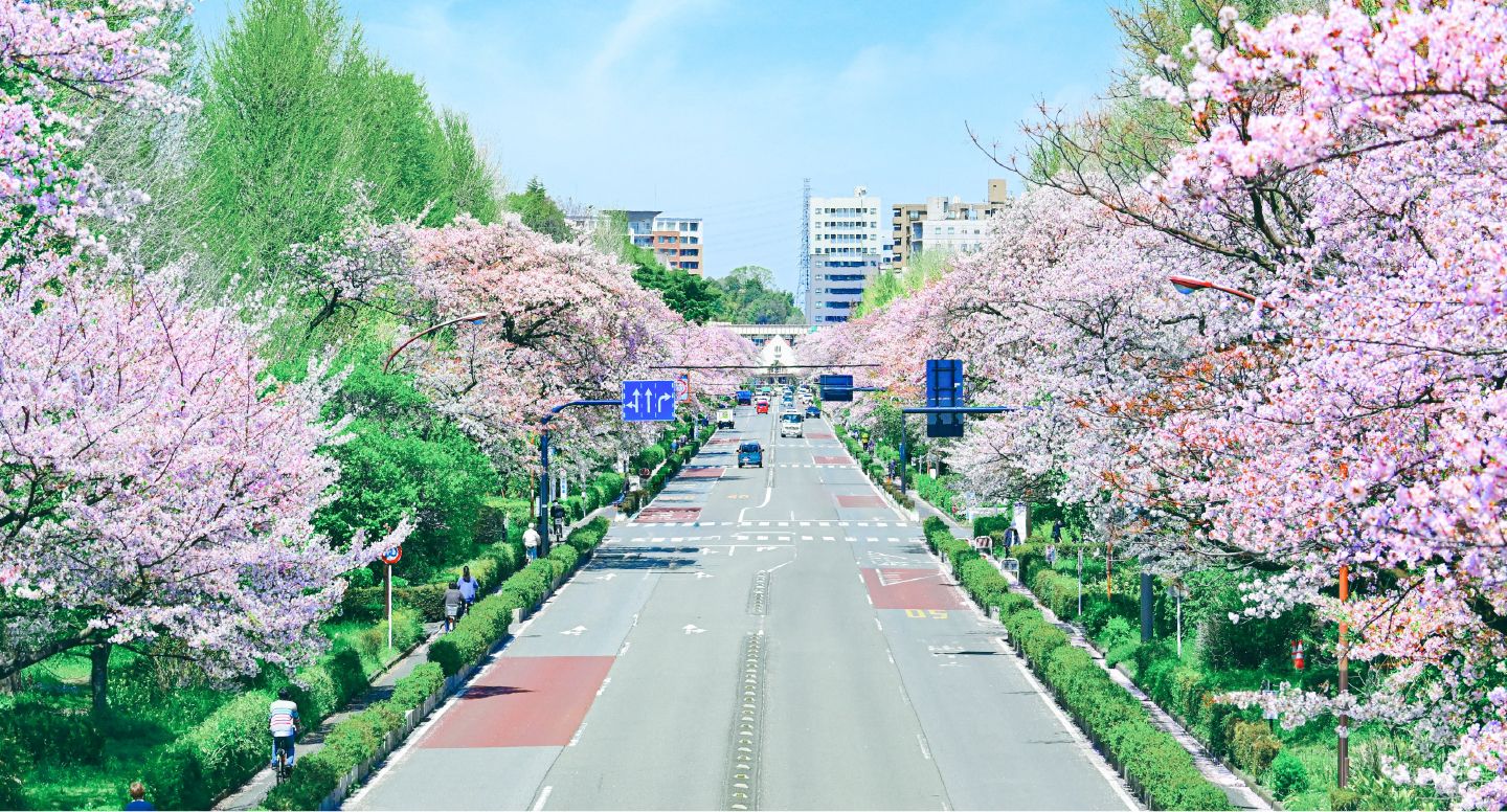 大学通り