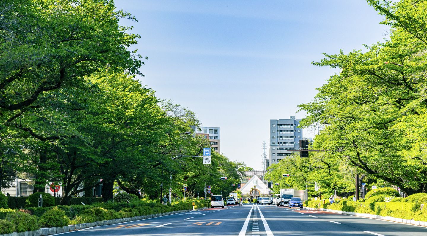 大学通り