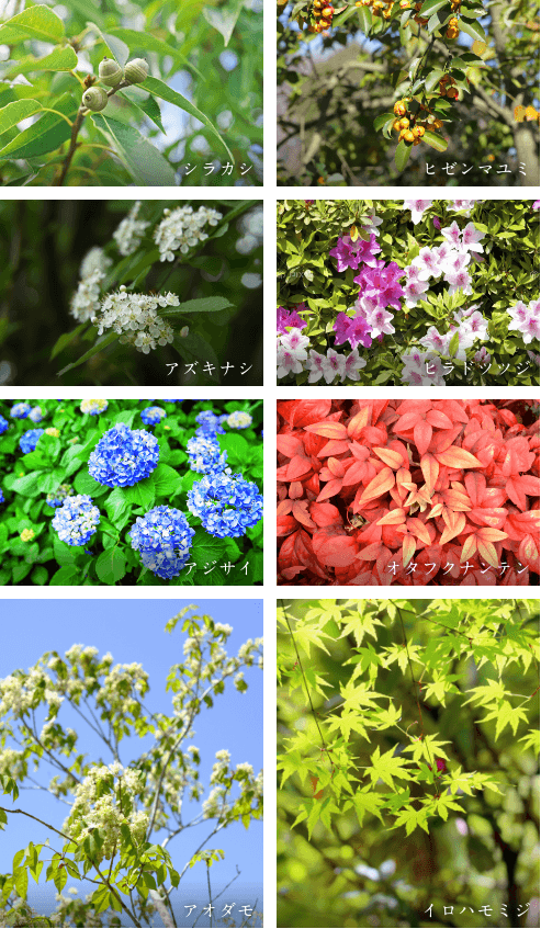 まちを彩る植栽