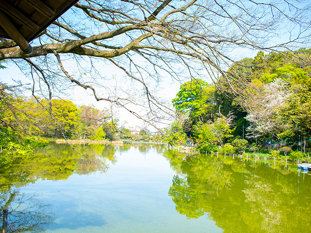 善福寺公園