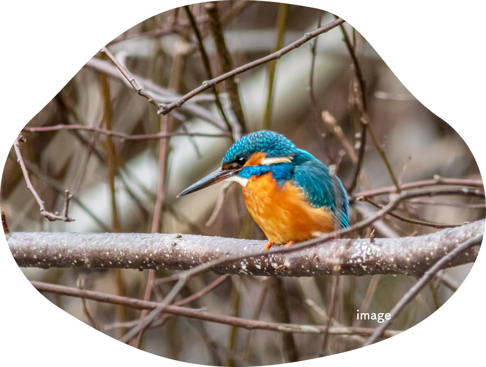 桂坂野鳥遊園