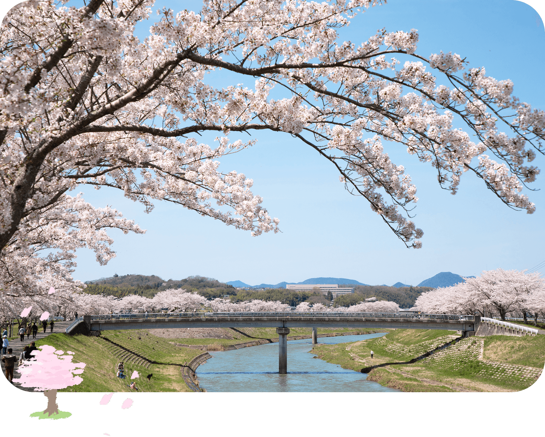 武庫川桜づつみ回廊