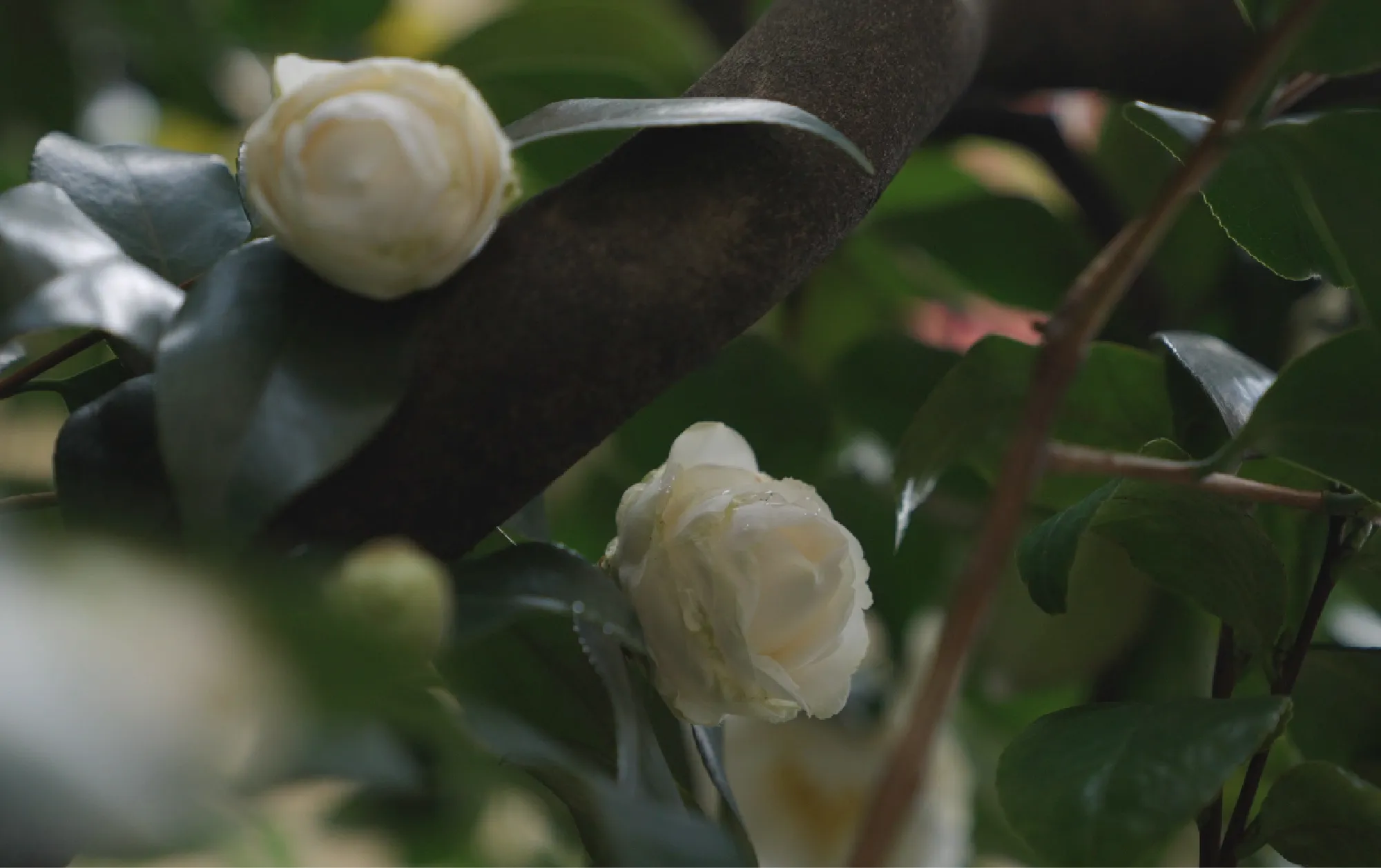 image photo