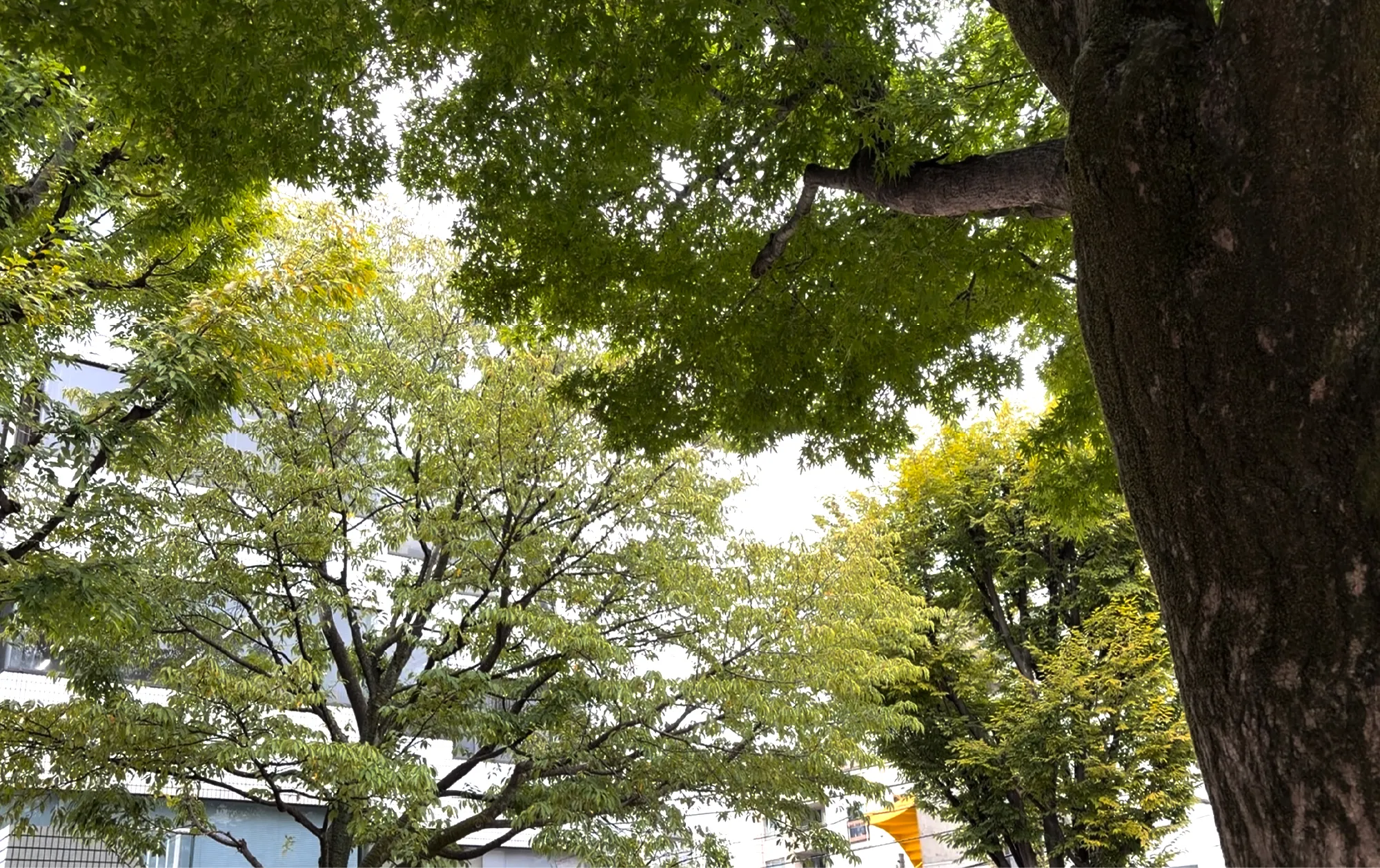 新宿区立新小川公園