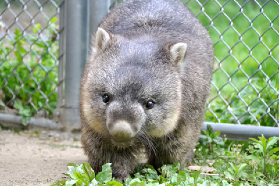 ウォンバットがいる五月山動物園/徒歩14分(約1,070m)