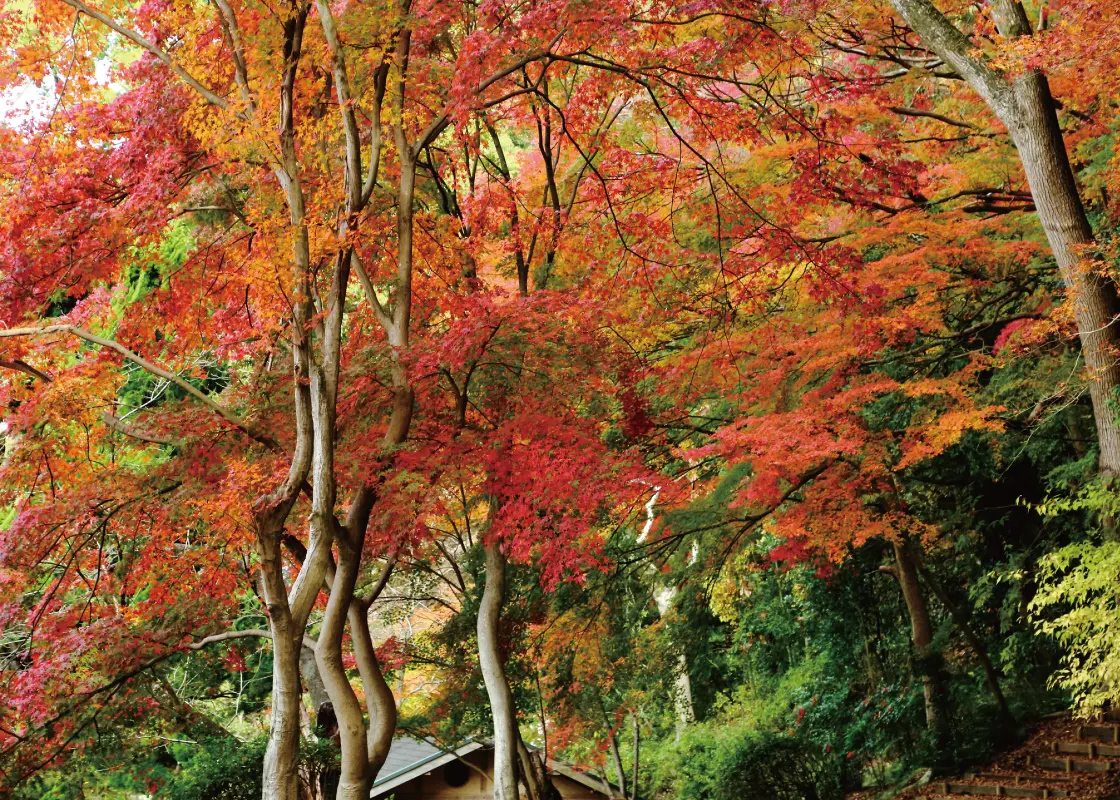 五月山公園