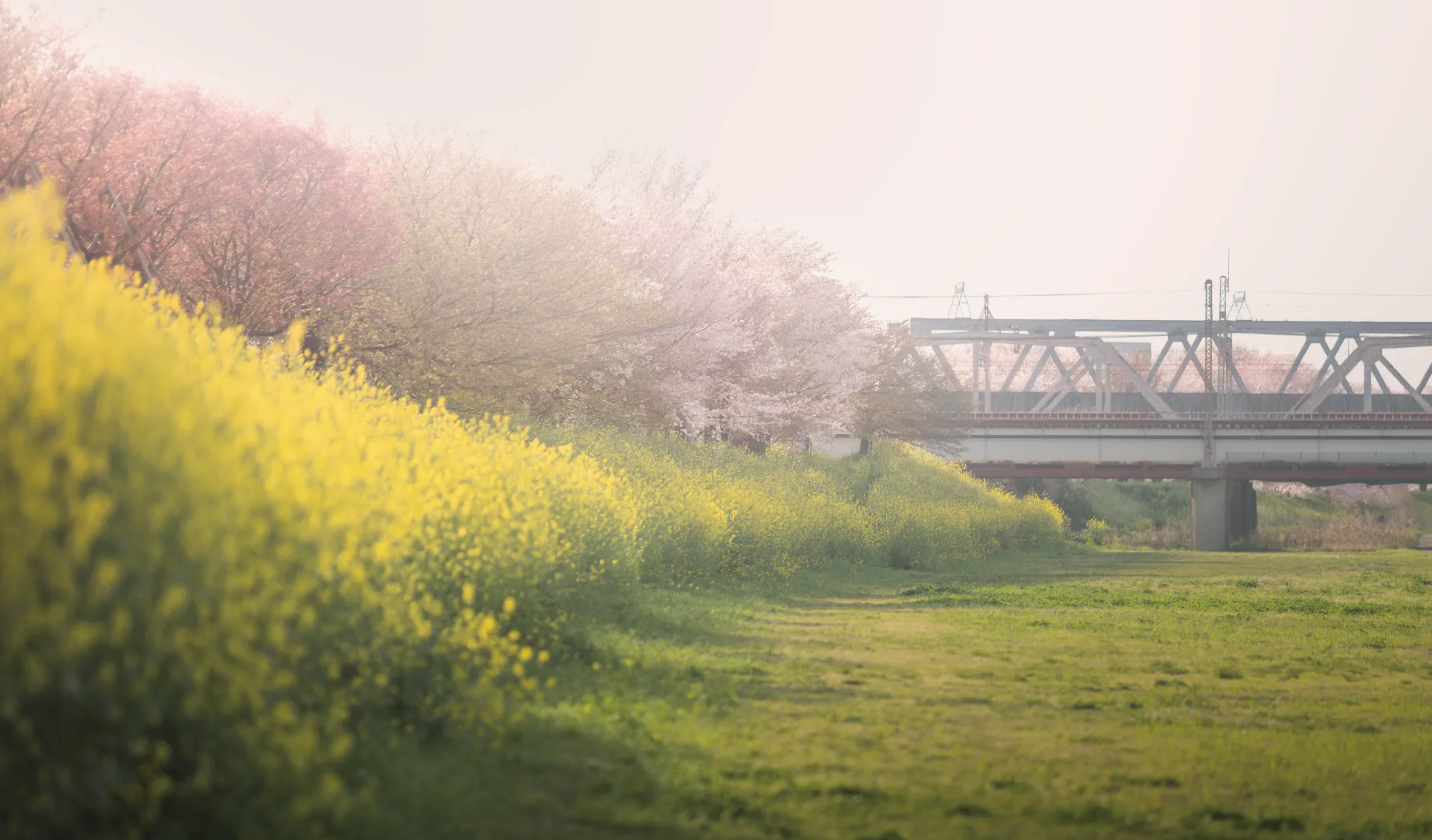 桂川