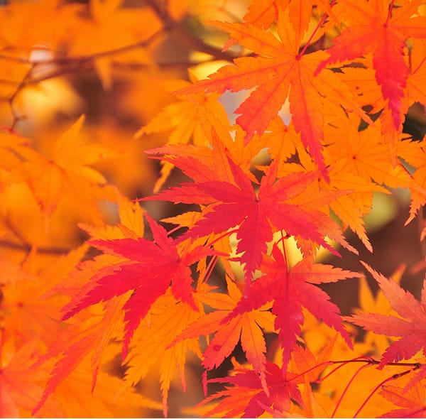 イロハモミジの紅葉