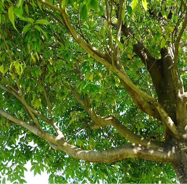 シラカシの木立