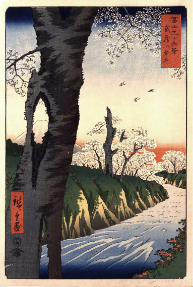 小金井桜 画像