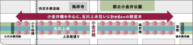 小金井橋 玉川上水沿い桜並木 画像