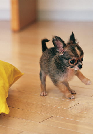 チワワの写真