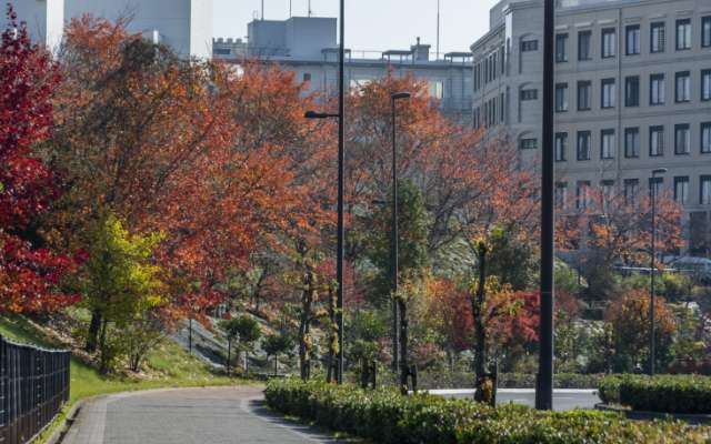 あさぎ大通り（歩道）