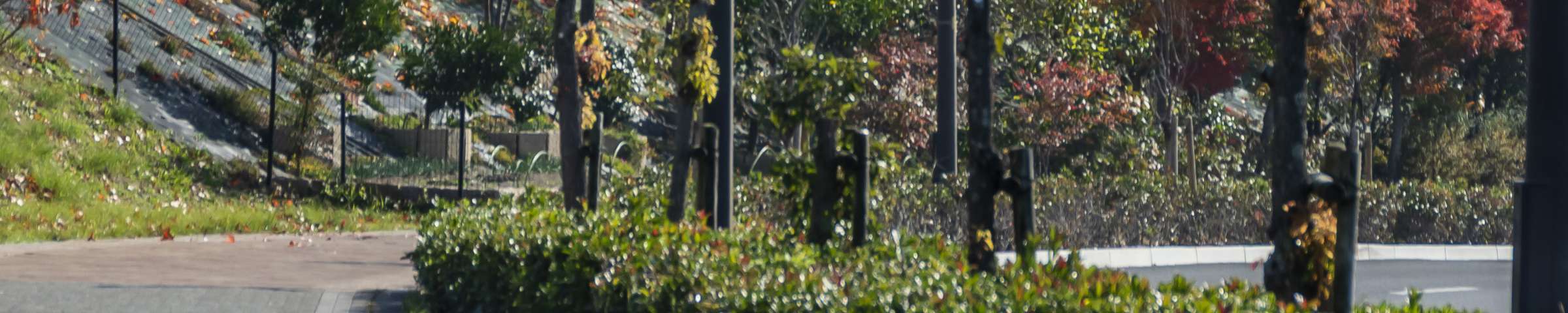 あさぎ大通り（歩道）