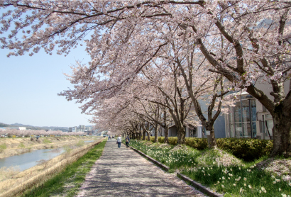 ふるさと桜づつみ回廊（約940ｍ）