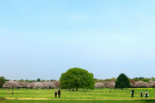 国営昭和記念公園