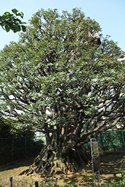 旧細川邸のシイ