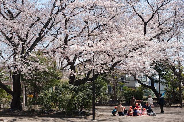 高稲荷公園の桜