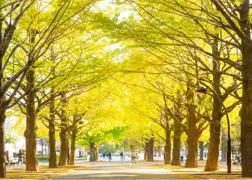 光が丘公園（約4.0km）