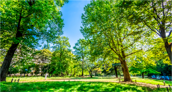 木々の緑が生い茂る戸山公園