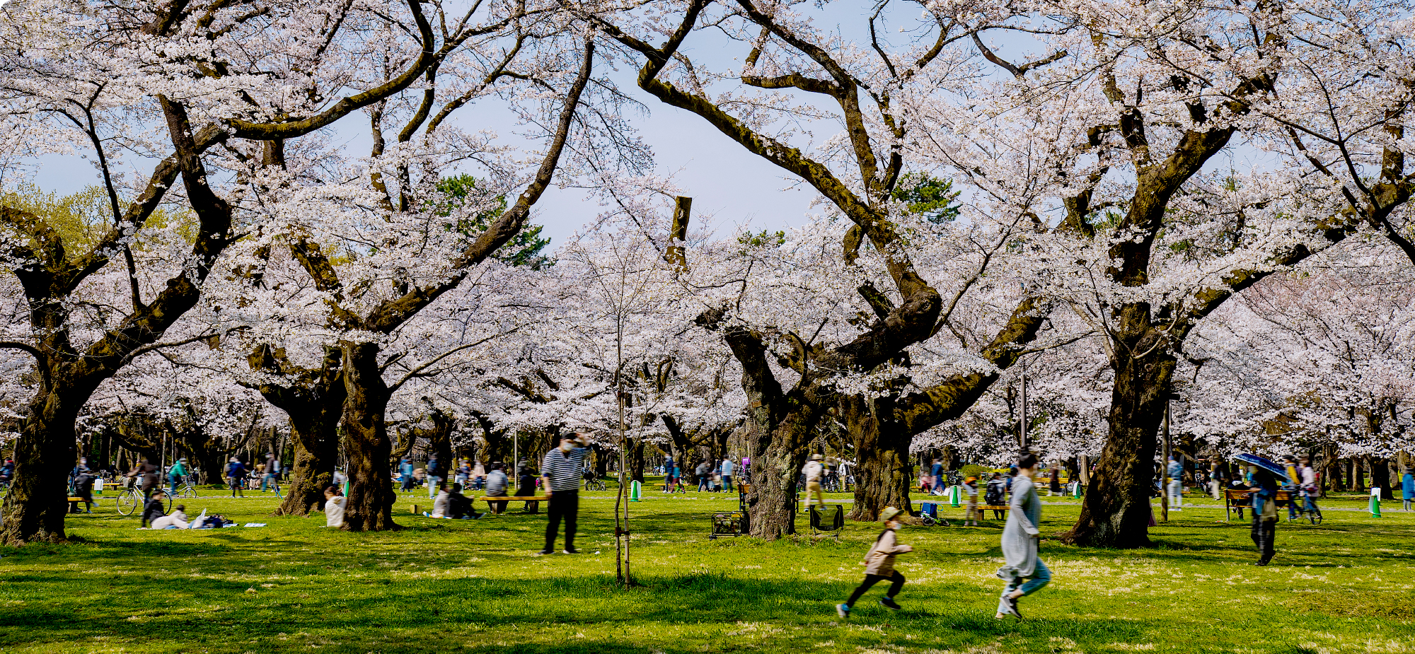 都立小金井公園 画像