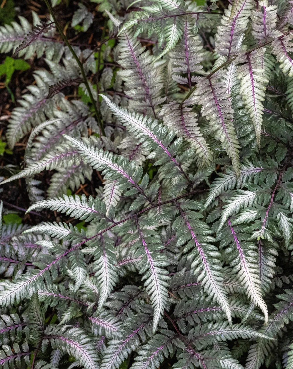 ニシキシダピクタム