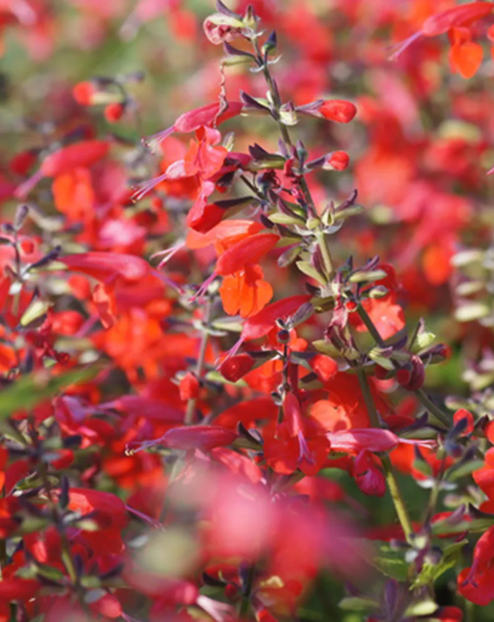 チェリーセージ